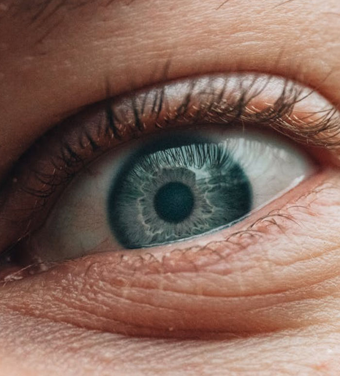 The Retina